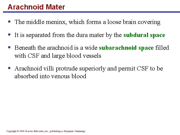 Arachnoid Mater § The middle meninx, which forms a loose brain covering § It