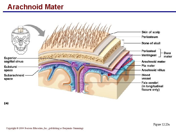 Arachnoid Mater Figure 12. 23 a Copyright © 2004 Pearson Education, Inc. , publishing