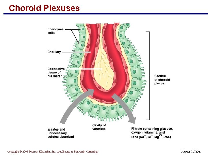 Choroid Plexuses Copyright © 2004 Pearson Education, Inc. , publishing as Benjamin Cummings Figure