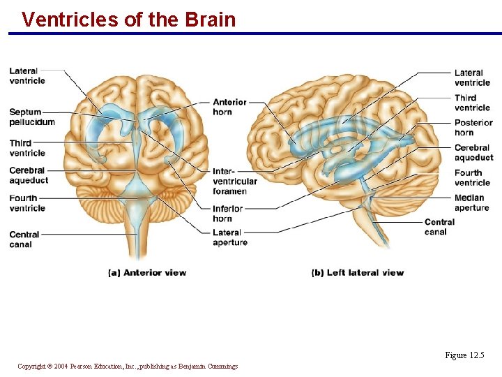 Ventricles of the Brain Figure 12. 5 Copyright © 2004 Pearson Education, Inc. ,