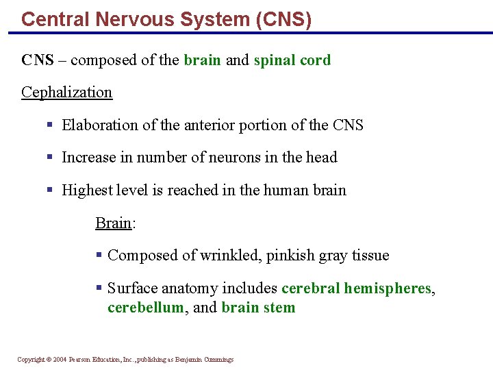 Central Nervous System (CNS) CNS – composed of the brain and spinal cord Cephalization