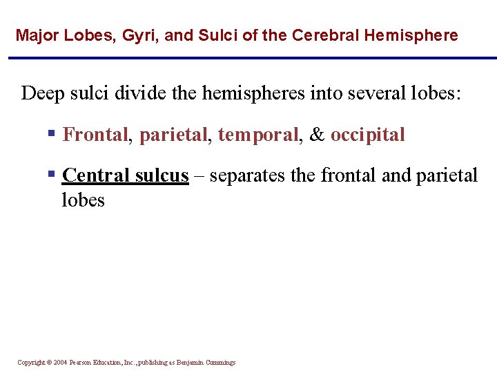 Major Lobes, Gyri, and Sulci of the Cerebral Hemisphere Deep sulci divide the hemispheres