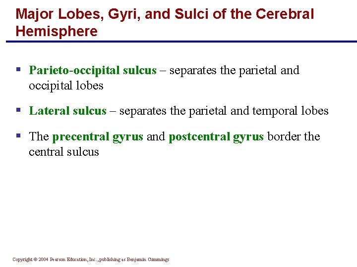 Major Lobes, Gyri, and Sulci of the Cerebral Hemisphere § Parieto-occipital sulcus – separates