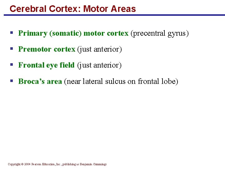 Cerebral Cortex: Motor Areas § Primary (somatic) motor cortex (precentral gyrus) § Premotor cortex