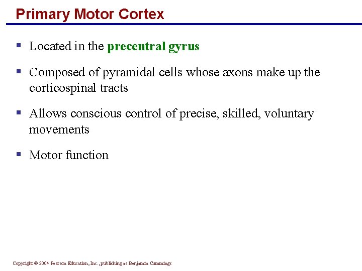 Primary Motor Cortex § Located in the precentral gyrus § Composed of pyramidal cells