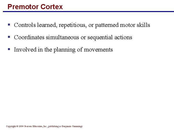 Premotor Cortex § Controls learned, repetitious, or patterned motor skills § Coordinates simultaneous or