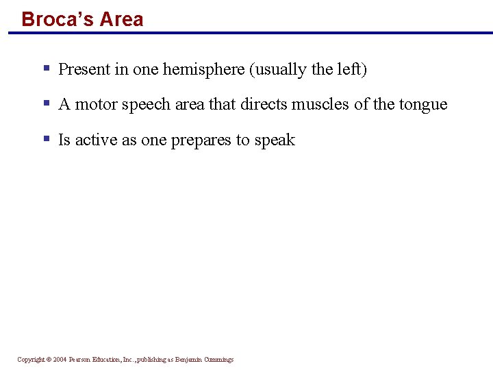 Broca’s Area § Present in one hemisphere (usually the left) § A motor speech