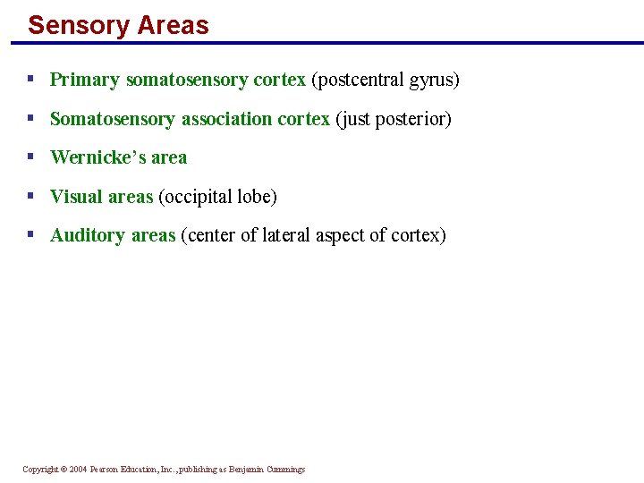 Sensory Areas § Primary somatosensory cortex (postcentral gyrus) § Somatosensory association cortex (just posterior)