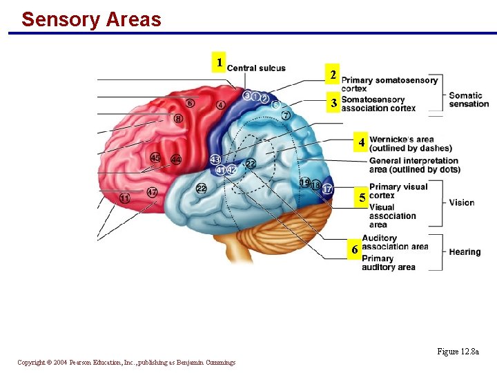 Sensory Areas 1 2 3 4 5 6 Figure 12. 8 a Copyright ©