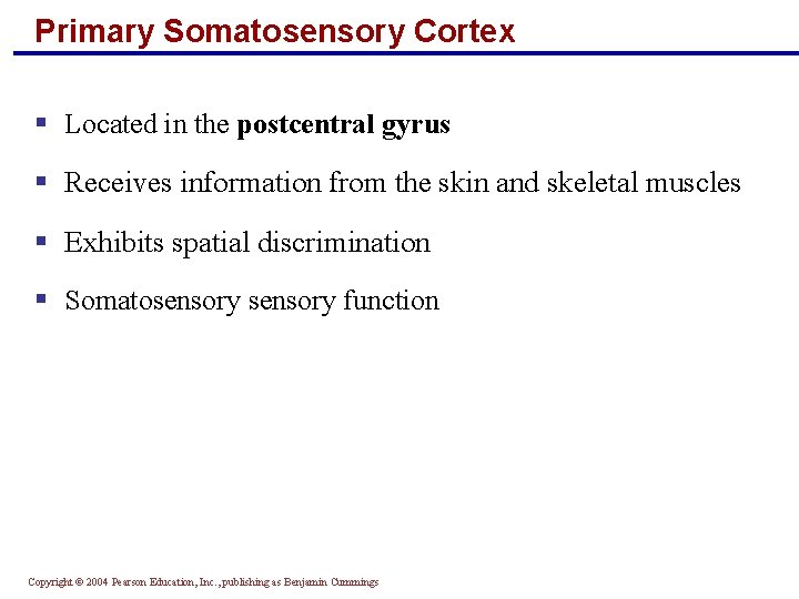 Primary Somatosensory Cortex § Located in the postcentral gyrus § Receives information from the