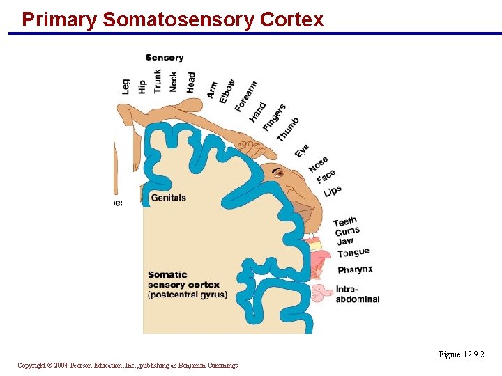 Primary Somatosensory Cortex Figure 12. 9. 2 Copyright © 2004 Pearson Education, Inc. ,