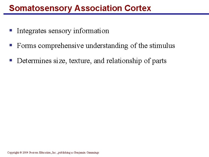 Somatosensory Association Cortex § Integrates sensory information § Forms comprehensive understanding of the stimulus