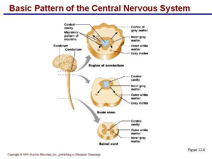 Basic Pattern of the Central Nervous System Figure 12. 4 Copyright © 2004 Pearson