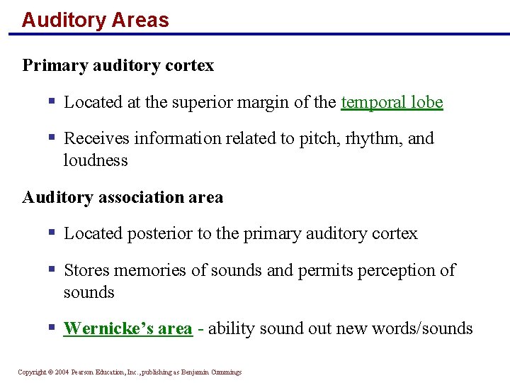 Auditory Areas Primary auditory cortex § Located at the superior margin of the temporal