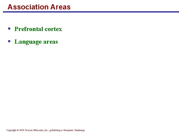 Association Areas § Prefrontal cortex § Language areas Copyright © 2004 Pearson Education, Inc.