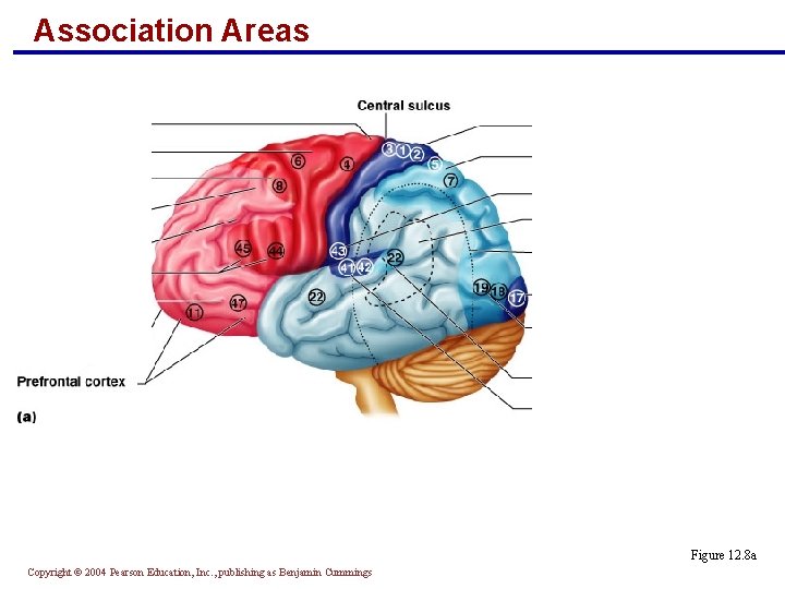 Association Areas Figure 12. 8 a Copyright © 2004 Pearson Education, Inc. , publishing