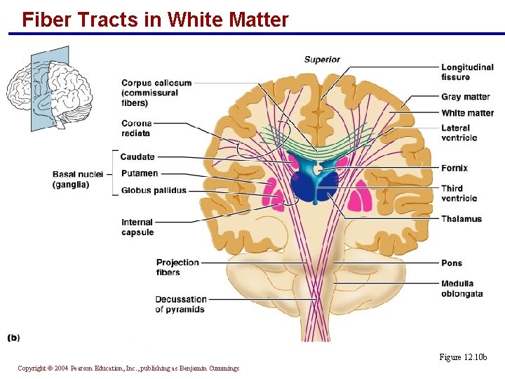 Fiber Tracts in White Matter Figure 12. 10 b Copyright © 2004 Pearson Education,