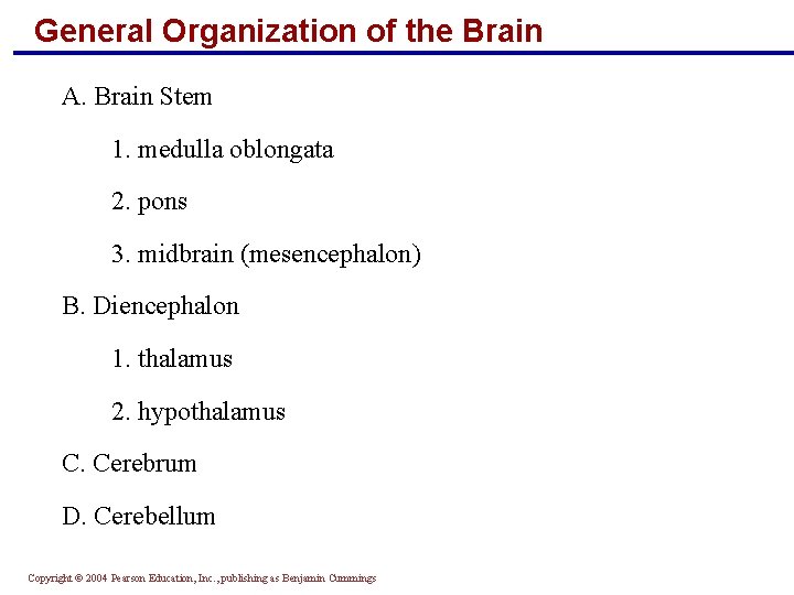 General Organization of the Brain A. Brain Stem 1. medulla oblongata 2. pons 3.