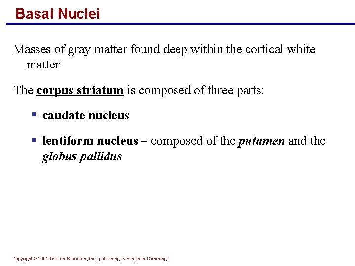 Basal Nuclei Masses of gray matter found deep within the cortical white matter The