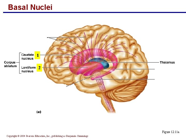 Basal Nuclei 1 2 Figure 12. 11 a Copyright © 2004 Pearson Education, Inc.