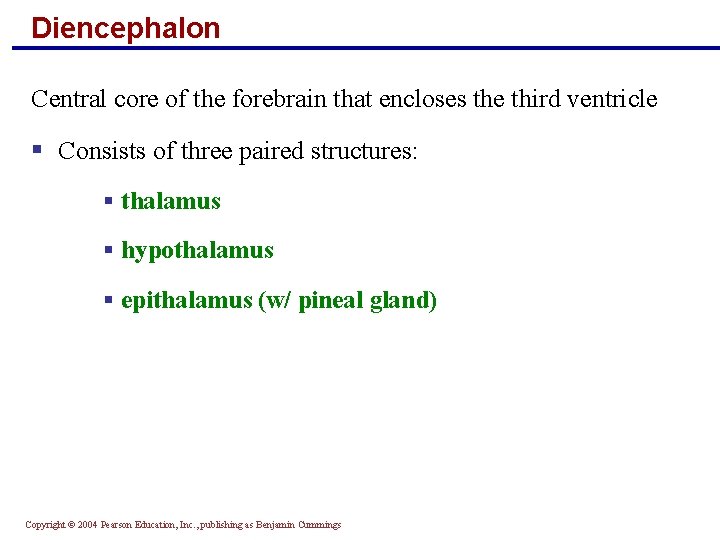 Diencephalon Central core of the forebrain that encloses the third ventricle § Consists of