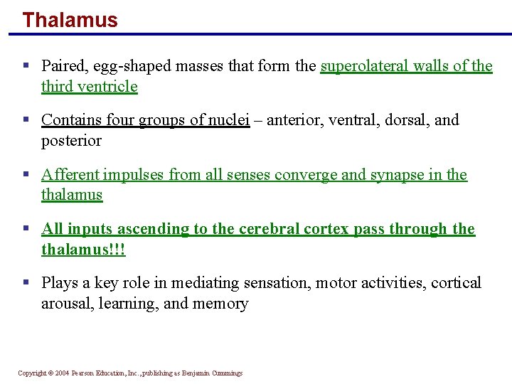 Thalamus § Paired, egg-shaped masses that form the superolateral walls of the third ventricle