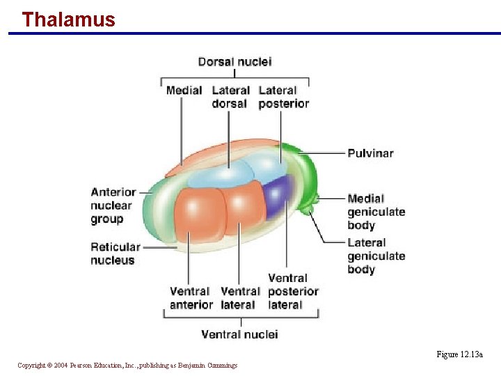 Thalamus Figure 12. 13 a Copyright © 2004 Pearson Education, Inc. , publishing as