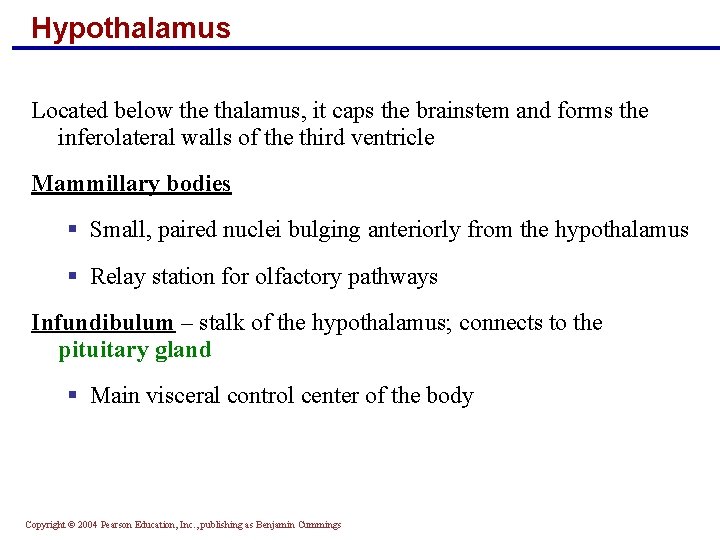 Hypothalamus Located below the thalamus, it caps the brainstem and forms the inferolateral walls