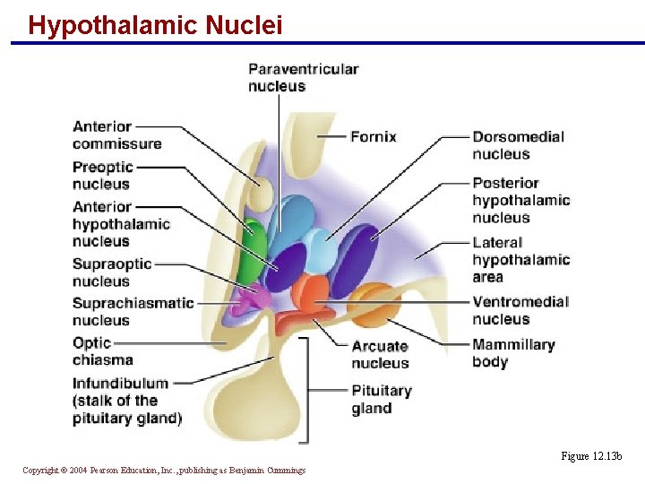 Hypothalamic Nuclei Figure 12. 13 b Copyright © 2004 Pearson Education, Inc. , publishing