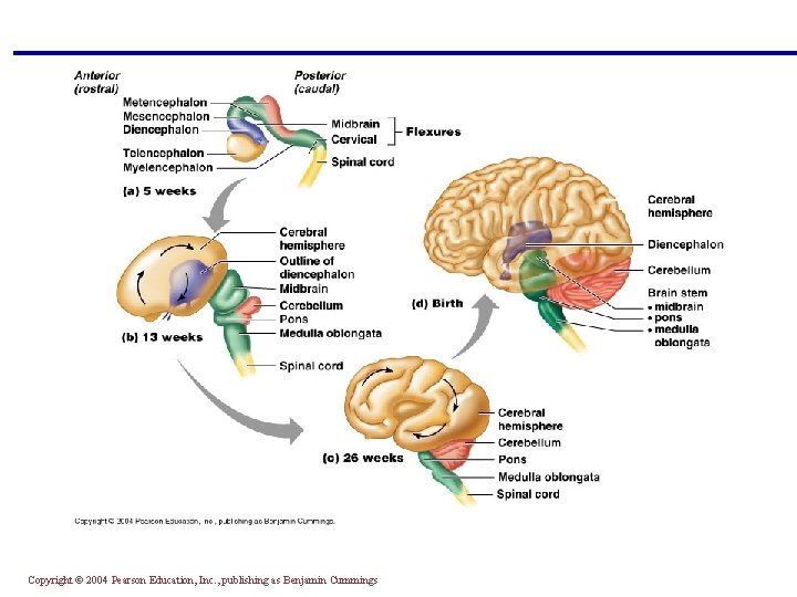 Copyright © 2004 Pearson Education, Inc. , publishing as Benjamin Cummings 