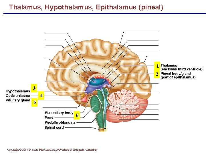 Thalamus, Hypothalamus, Epithalamus (pineal) 1 2 3 4 5 6 Copyright © 2004 Pearson