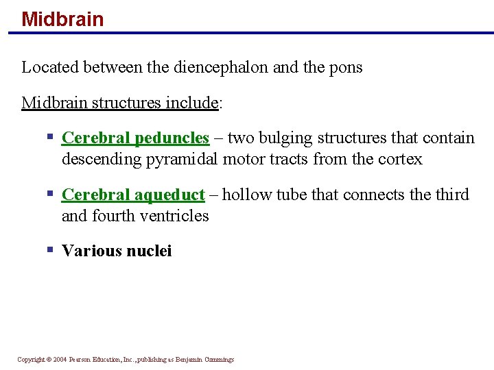 Midbrain Located between the diencephalon and the pons Midbrain structures include: § Cerebral peduncles