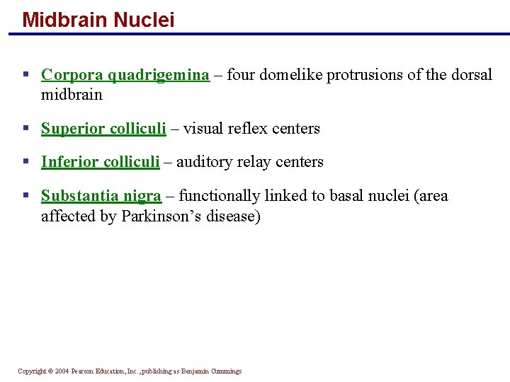 Midbrain Nuclei § Corpora quadrigemina – four domelike protrusions of the dorsal midbrain §