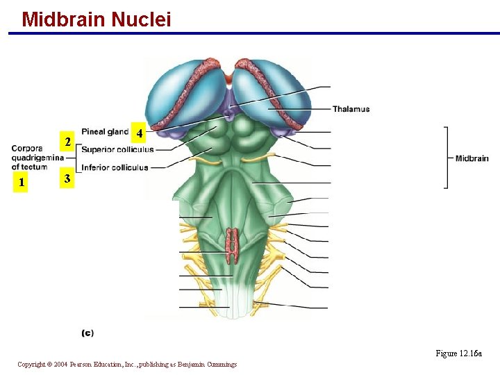 Midbrain Nuclei 2 1 4 3 Figure 12. 15 c 12. 16 a Copyright