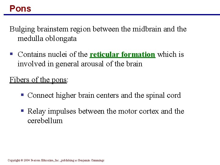 Pons Bulging brainstem region between the midbrain and the medulla oblongata § Contains nuclei