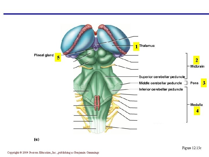 1 5 2 3 4 Figure 12. 15 c Copyright © 2004 Pearson Education,
