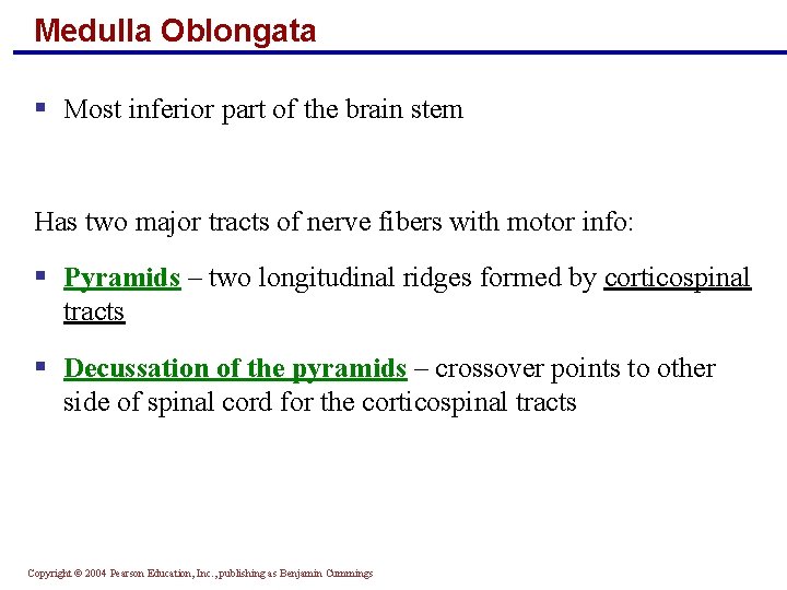 Medulla Oblongata § Most inferior part of the brain stem Has two major tracts