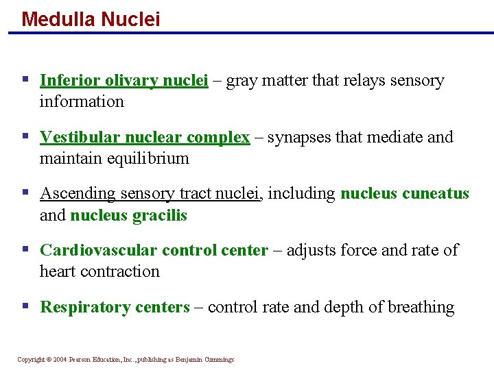 Medulla Nuclei § Inferior olivary nuclei – gray matter that relays sensory information §