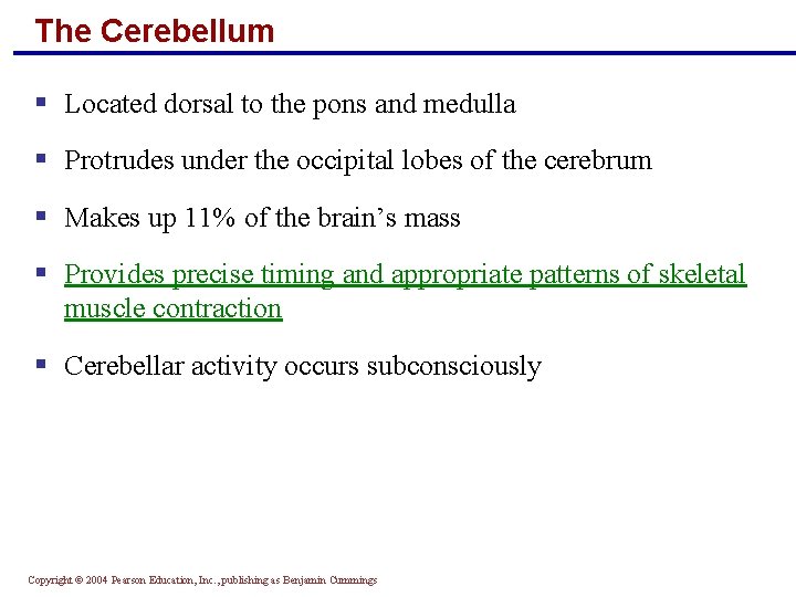 The Cerebellum § Located dorsal to the pons and medulla § Protrudes under the