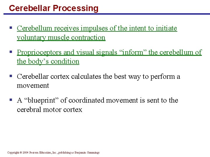Cerebellar Processing § Cerebellum receives impulses of the intent to initiate voluntary muscle contraction