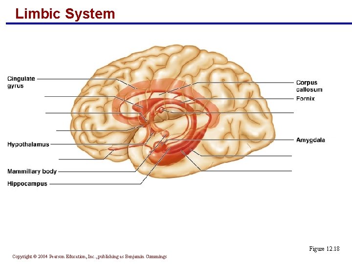 Limbic System Figure 12. 18 Copyright © 2004 Pearson Education, Inc. , publishing as