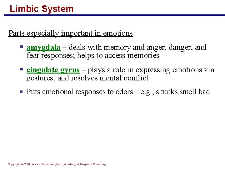 Limbic System Parts especially important in emotions: § amygdala – deals with memory and