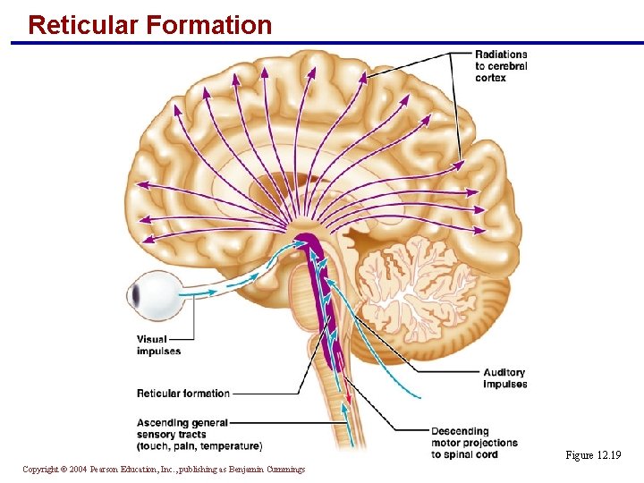 Reticular Formation Figure 12. 19 Copyright © 2004 Pearson Education, Inc. , publishing as