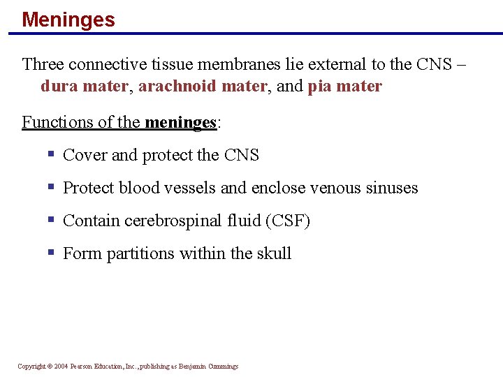 Meninges Three connective tissue membranes lie external to the CNS – dura mater, arachnoid