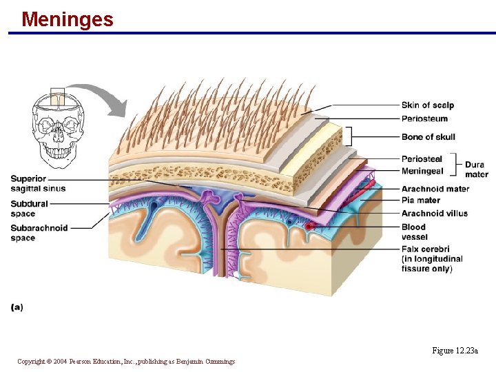 Meninges Figure 12. 23 a Copyright © 2004 Pearson Education, Inc. , publishing as