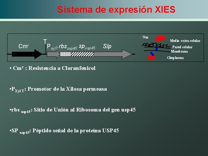 Sistema de expresión XIES Cmr T Nuc Pxyl. T rbsusp 45 spusp 45 Slp