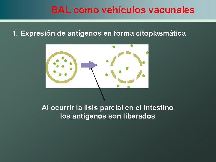 BAL como vehículos vacunales 1. Expresión de antígenos en forma citoplasmática Al ocurrir la