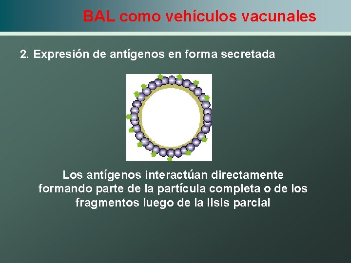 BAL como vehículos vacunales 2. Expresión de antígenos en forma secretada Los antígenos interactúan