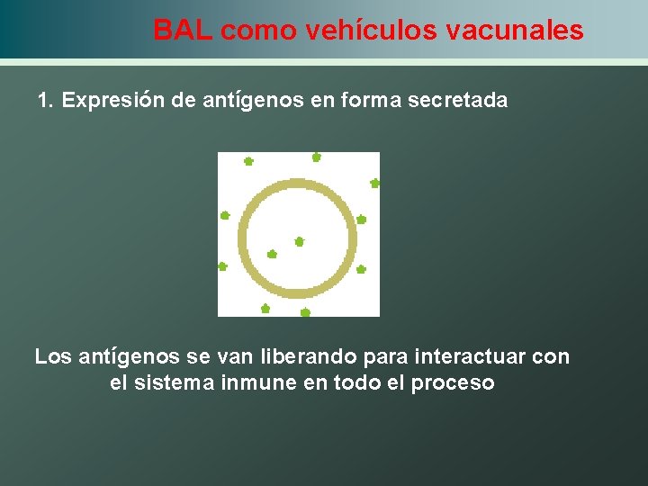 BAL como vehículos vacunales 1. Expresión de antígenos en forma secretada Los antígenos se