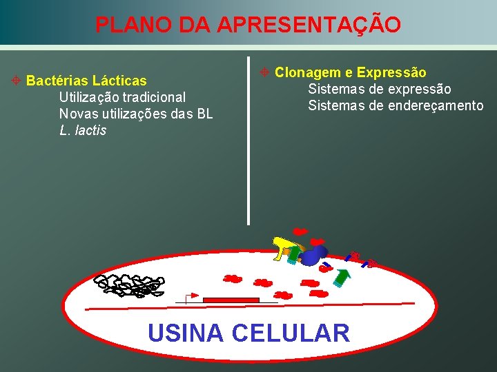 PLANO DA APRESENTAÇÃO ± Bactérias Lácticas Utilização tradicional Novas utilizações das BL L. lactis